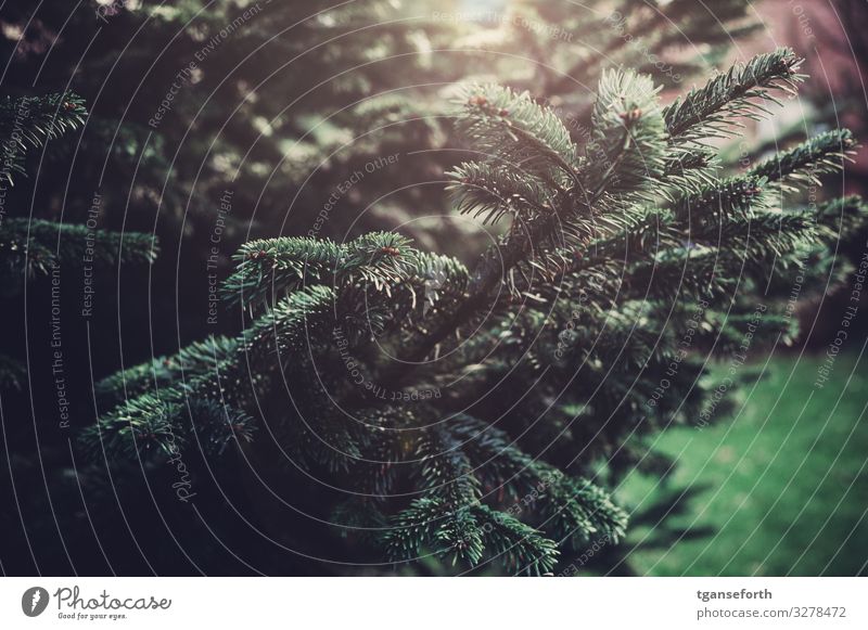 Tanne Natur Tier Pflanze Baum Grünpflanze Tannenzweig Tannennadel schön grün Weihnachten & Advent Weihnachtsbaum Farbfoto Außenaufnahme Menschenleer Tag Licht