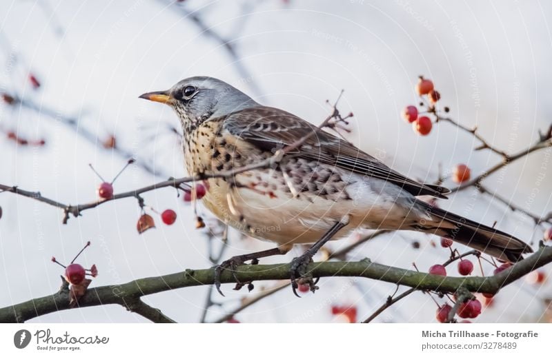 Wacholderdossel im Strauch Natur Tier Himmel Sonnenlicht Schönes Wetter Sträucher Zierapfelstrauch Zweige u. Äste Beeren Wildtier Vogel Tiergesicht Flügel