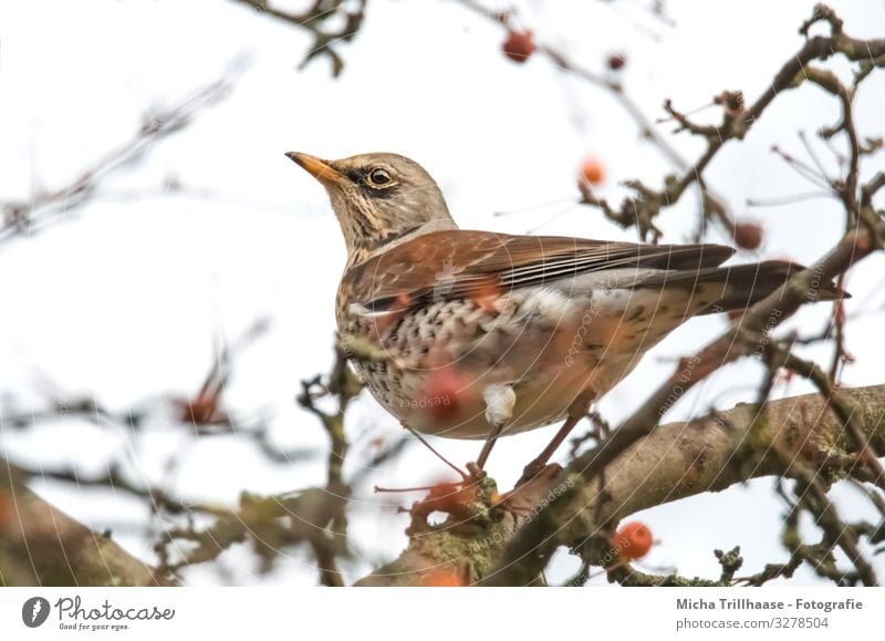 Wacholderdrossel im Baum Natur Tier Himmel Sonnenlicht Schönes Wetter Pflanze Zweige u. Äste Wildtier Vogel Tiergesicht Flügel Krallen Drossel Kopf Schnabel