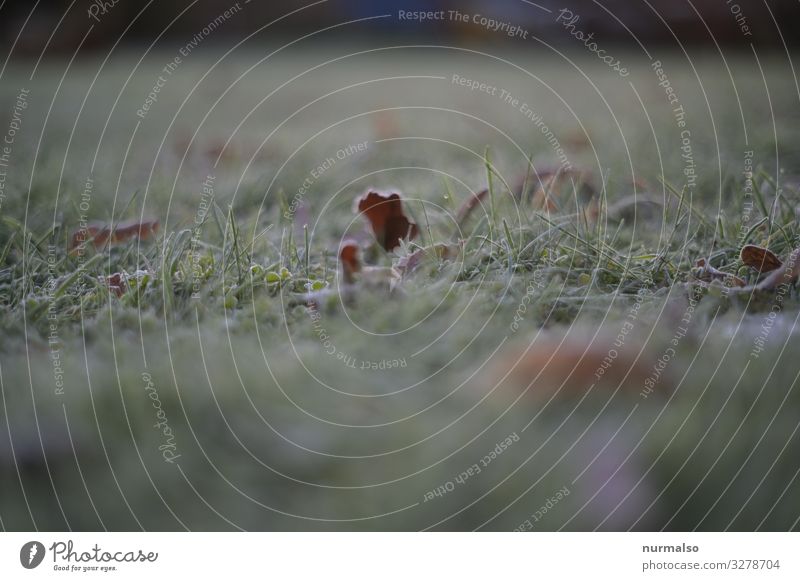 Frost Umwelt Natur Landschaft Pflanze Tier Winter Klima Klimawandel Eis Schnee Schneefall Garten Park Wiese frieren glänzend authentisch kalt nachhaltig ruhig