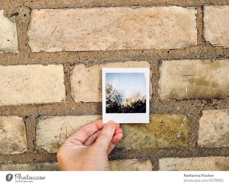 Polaroid Umwelt Natur Frühling Sommer Herbst Winter Baum Wald Bauwerk Mauer Wand Fassade Stein braun gelb grün schwarz türkis weiß Backstein Hand Himmel