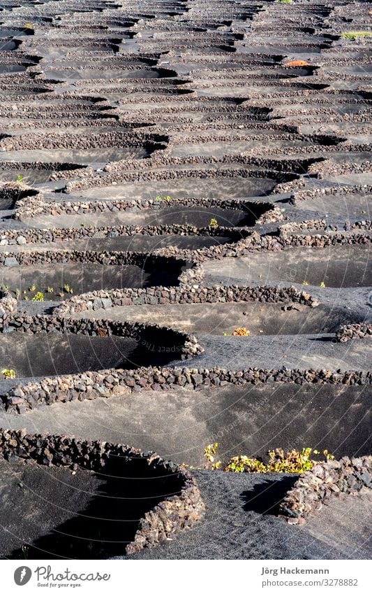 Weinberge in La Geria schön Ferien & Urlaub & Reisen Sommer Insel Berge u. Gebirge Haus Natur Landschaft Vulkan Dorf Stadt heiß grün weiß Lanzarote Lava Spanien