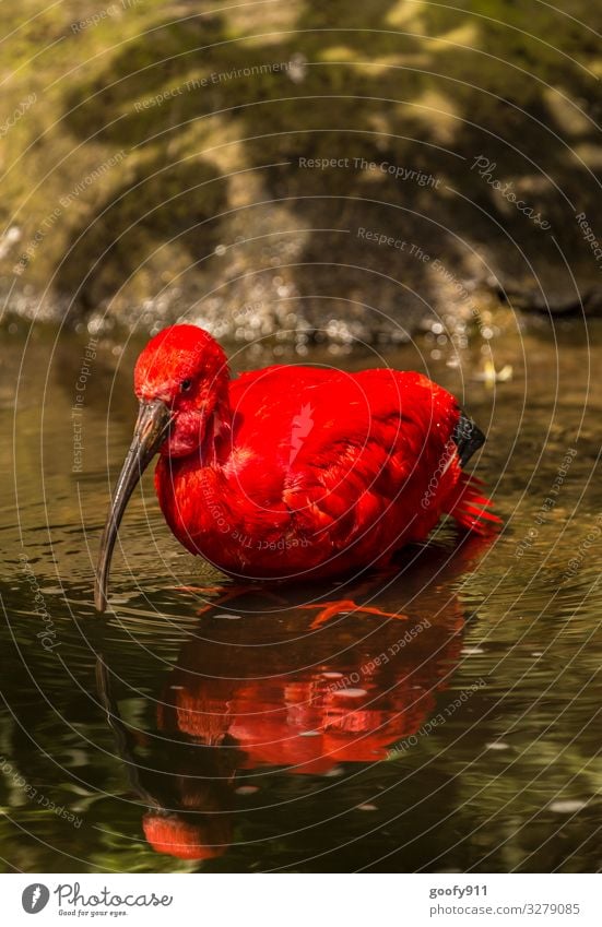 Scharlachsilcher Ausflug Abenteuer Safari Expedition Natur Wasser Teich See Tier Wildtier Vogel Tiergesicht Flügel 1 beobachten entdecken hocken leuchten