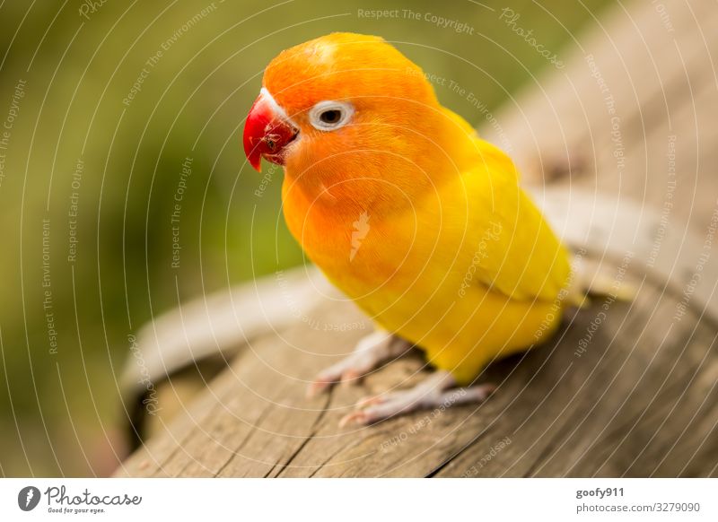 Gelber Sittich Tier Wildtier Vogel Tiergesicht Flügel Krallen Zoo beobachten entdecken genießen Ferien & Urlaub & Reisen Blick leuchten träumen außergewöhnlich