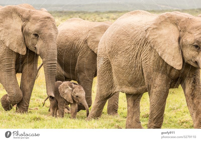 Beschützen Ferien & Urlaub & Reisen Ausflug Abenteuer Ferne Freiheit Safari Expedition Umwelt Natur Landschaft Erde Gras Südafrika Tier Wildtier Tiergesicht