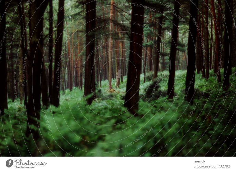 Waid-Blick Baum Wald Lichtspiel Echte Farne Tiefenschäfe Natur