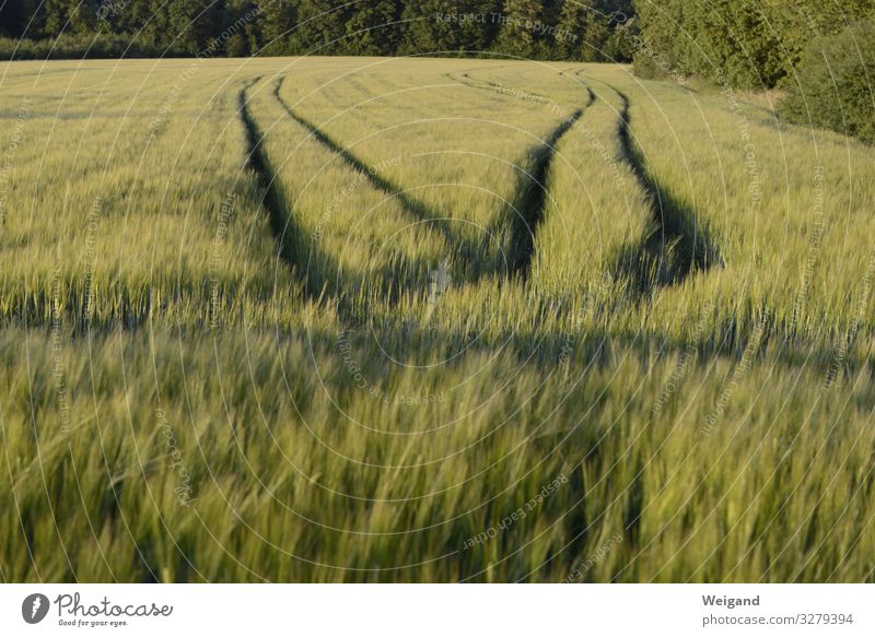 Wege Wiese Feld Traurigkeit 2 Scheidung Entscheidung Wege & Pfade Getreide Gerste Landwirtschaft Farbfoto Außenaufnahme Menschenleer Textfreiraum unten