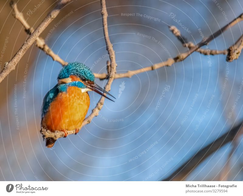 Eisvogel auf einem Zweig Natur Tier Sonnenlicht Schönes Wetter Baum Zweige u. Äste Flussufer Wildtier Vogel Tiergesicht Flügel Krallen Eisvögel Schnabel Auge