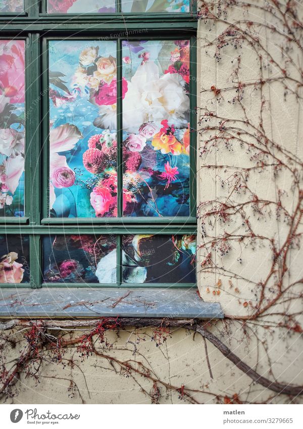 floral Menschenleer Haus Mauer Wand Fassade Fenster Wachstum blau braun mehrfarbig gelb grau grün violett rosa Wein Blüte Farbfoto Außenaufnahme Nahaufnahme