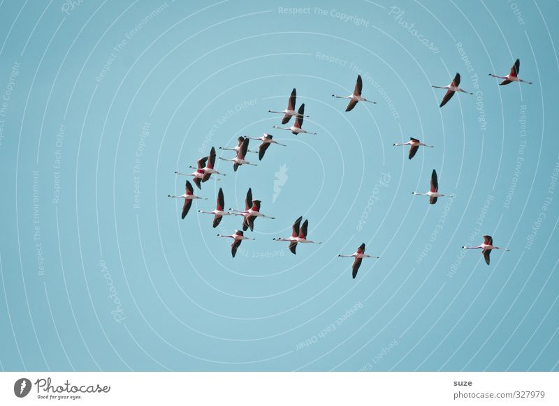 Total blau | in den Süden exotisch Ferne Freiheit Umwelt Natur Landschaft Tier Luft Himmel Wolkenloser Himmel Klima Schönes Wetter Wildtier Vogel Flamingo