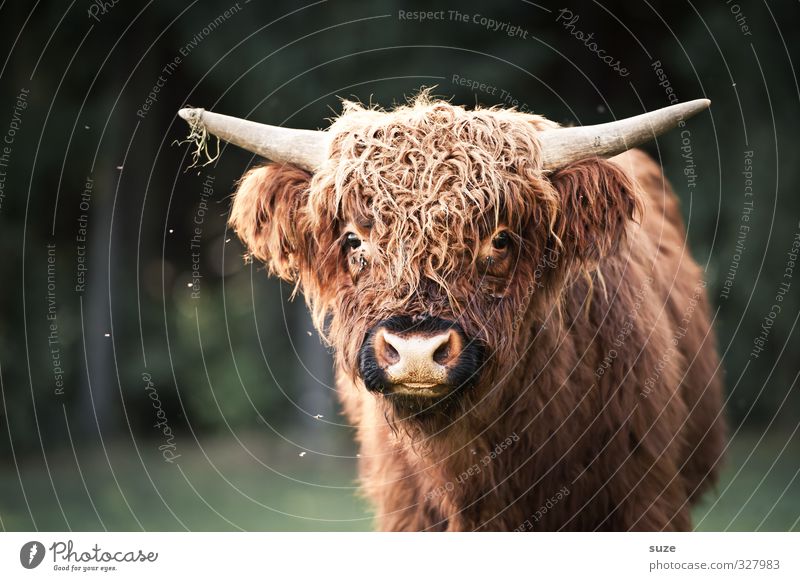 Muhchen Umwelt Natur Tier Wiese Feld Fell Nutztier Tiergesicht 1 Tierjunges kuschlig lustig niedlich braun grün Kalb Rind Weide Landleben Büffel buschig Horn