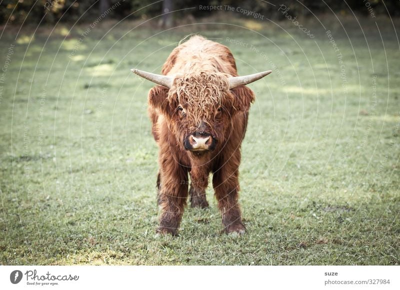 Nenn mich noch einmal Baby! Umwelt Natur Tier Wiese Feld Fell Nutztier Tiergesicht 1 Tierjunges kuschlig klein lustig niedlich braun grün Kalb Rind Weide