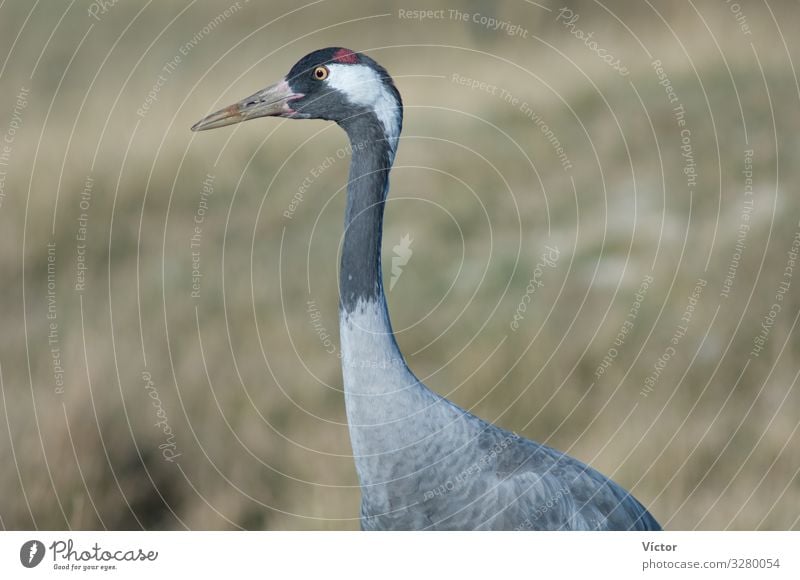 Gemeiner Kranich (Grus grus). Naturschutzgebiet der Lagune von Gallocanta. Aragonien. Spanien. Tier Vogel natürlich wild Tiere aragonisch Biodiversität