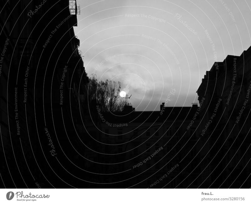 Sonne Hamburg Stadt Hafenstadt Haus dunkel Wohnhochhaus Dach Baum Herbst Balkon Dunst Nebel Wolken Vogel fliegen Schwarzweißfoto Textfreiraum rechts Tag