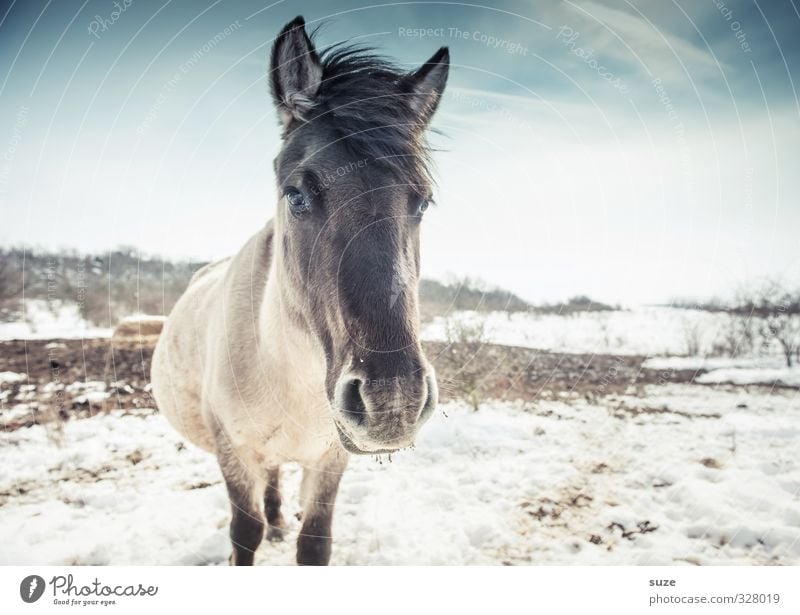 Schwarzkopf schön Winter Schnee Umwelt Natur Tier Himmel Wildtier Pferd Tiergesicht 1 Blick stehen authentisch kalt niedlich wild blau weiß Mähne Pferdekopf