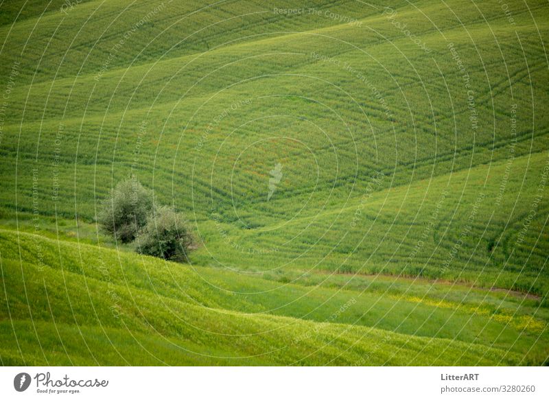 GRÜNE STIMMUNG . GREEN MOOD Natur Landschaft Frühling Pflanze Baum Feld Hügel Menschenleer authentisch Gesundheit grün Glück Zufriedenheit Romantik dankbar