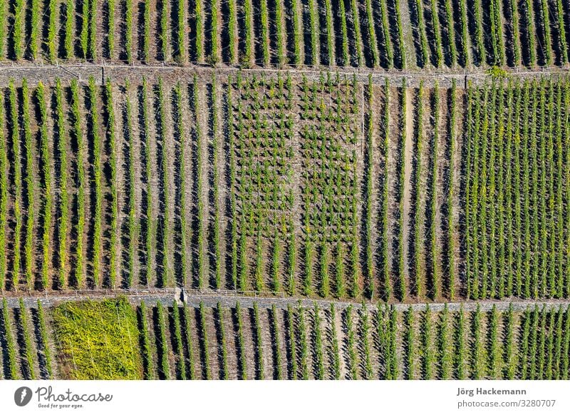 grüne Weinberge, die Trittenheimer Apotheke an der Mosel Ferien & Urlaub & Reisen Sommer Sonne Natur Landschaft Pflanze Blatt Stimmung Beautyfotografie Europa