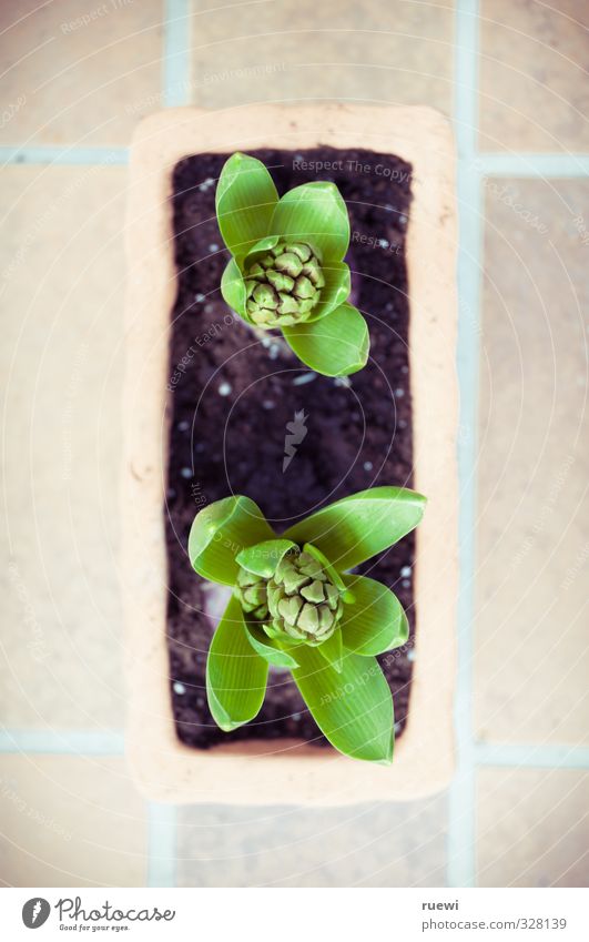 Hyazinthen Freizeit & Hobby Häusliches Leben Garten Valentinstag Muttertag Gartenarbeit Umwelt Natur Pflanze Erde Frühling Blatt Grünpflanze Topfpflanze