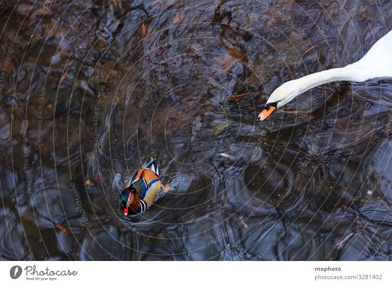 Entenjagd Jagd Natur Tier Wasser Herbst Park Teich Wildtier Vogel Schwan Zoo 2 kämpfen Schwimmen & Baden Aggression exotisch maritim natürlich wild Tierliebe