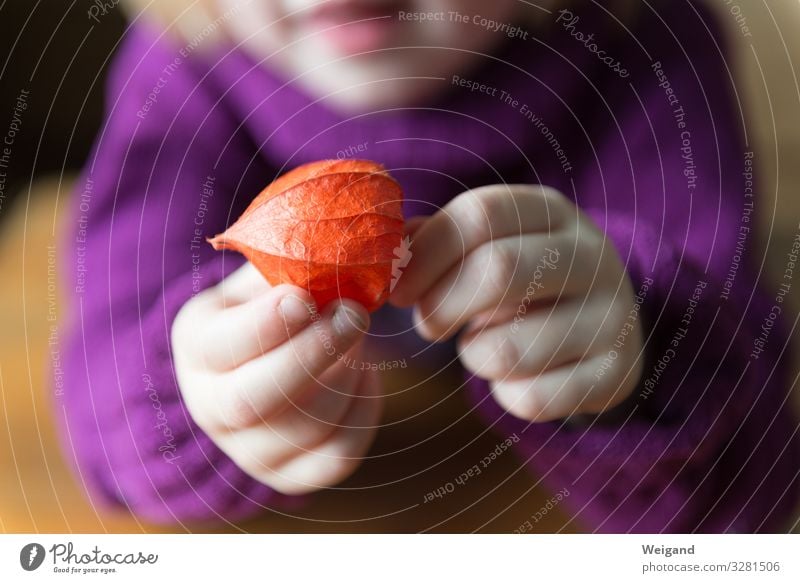 Herbstglück Wellness harmonisch Wohlgefühl Zufriedenheit Sinnesorgane Erholung ruhig Meditation Kindererziehung Kindergarten Mädchen 1 Mensch rot Lampionblume