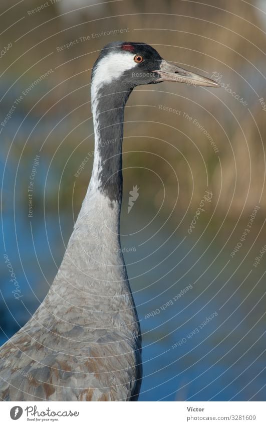 Gemeiner Kranich (Grus grus). Naturschutzgebiet der Lagune von Gallocanta. Aragonien. Spanien. Tier Vogel natürlich wild Tiere aragonisch Schnabel Biodiversität