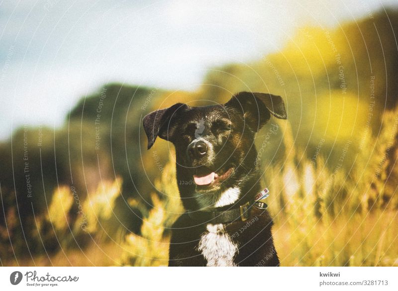 Hund auf Wiese II Umwelt Natur Landschaft Pflanze Sonnenlicht Frühling Sommer Herbst Schönes Wetter Blume Gras Sträucher Blatt Blüte Grünpflanze Wildpflanze