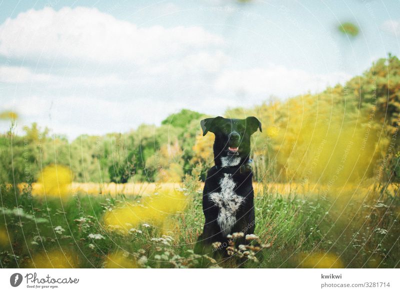 Hund auf Wiese I Natur Landschaft Pflanze Himmel Wolken Frühling Sommer Herbst Schönes Wetter Blume Gras Sträucher Blatt Blüte Grünpflanze Nutzpflanze