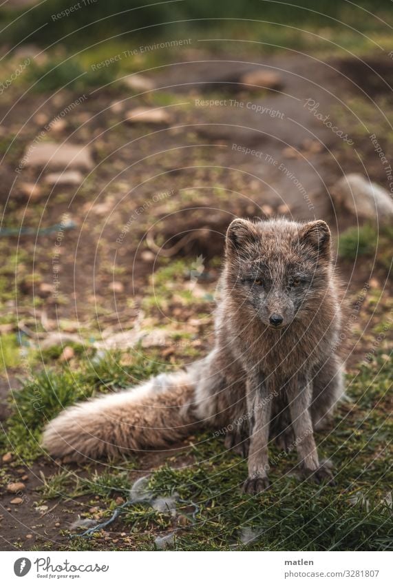 Polarfuchs Gras Tier Wildtier Tiergesicht Fell 1 beobachten sitzen Farbfoto Außenaufnahme Nahaufnahme Textfreiraum links Textfreiraum rechts Textfreiraum oben