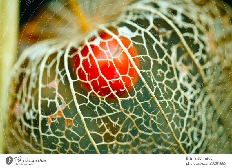 Eine verwittere Blüte einer Lampionblume (Physalis) elegant Design exotisch schön Winter Dekoration & Verzierung Natur Pflanze Herbst Wetter Garten alt Blühend