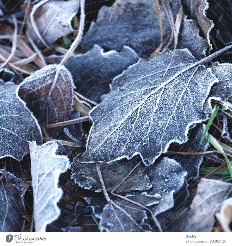 Winterlaub Frost Winterblätter Kältegefühl frostig frieren Raureif Bodenfrost gefroren Wintereinbruch winterliche Stille Frostgefühl Wintermelancholie eisigkalt