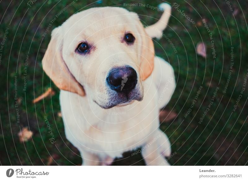 kleiner Hund Garten Wiese Haustier 1 Tier niedlich oben gold weiß Labrador weißhaarig Welpe sitzen schön Farbfoto Außenaufnahme Menschenleer Textfreiraum links