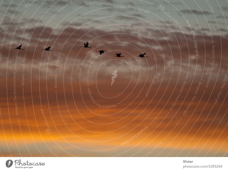 Kraniche (Grus grus) im Flug in der Morgendämmerung. Bello. Teruel. Aragón. Spanien. Natur Tier Himmel Wolken Vogel fliegen natürlich wild gold Farbe Tiere