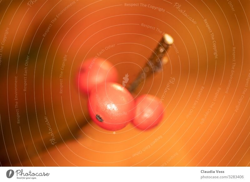 Winterbeere Natur Tier Pflanze Beeren Beerenfruchtstand außergewöhnlich Mut Tatkraft Vertrauen Schutz Geborgenheit Warmherzigkeit Sympathie Zusammensein Herbst
