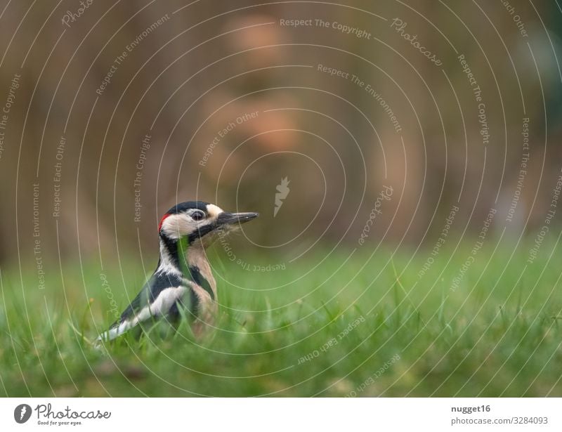 Buntspecht im Gras Umwelt Natur Pflanze Tier Frühling Sommer Herbst Schönes Wetter Wiese Garten Park Wald Wildtier Vogel Tiergesicht Flügel 1 ästhetisch