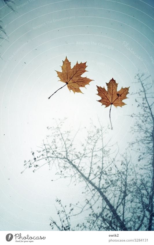 Fallstudie Umwelt Natur Pflanze Himmel Herbst Wetter Regen Blatt Ahorn Ahornblatt Zweige u. Äste PKW Autodach Glas Zusammensein nass Vergänglichkeit Blattadern