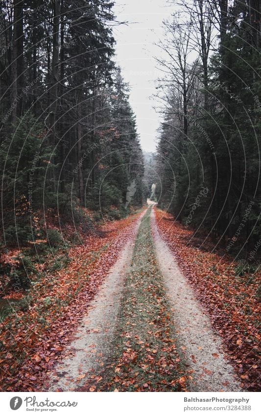 Waldweg (Bayerischer Wald) Sinnesorgane Erholung ruhig Ausflug Ferne wandern Umwelt Natur Landschaft Pflanze Erde Herbst Baum Gras Menschenleer Wege & Pfade