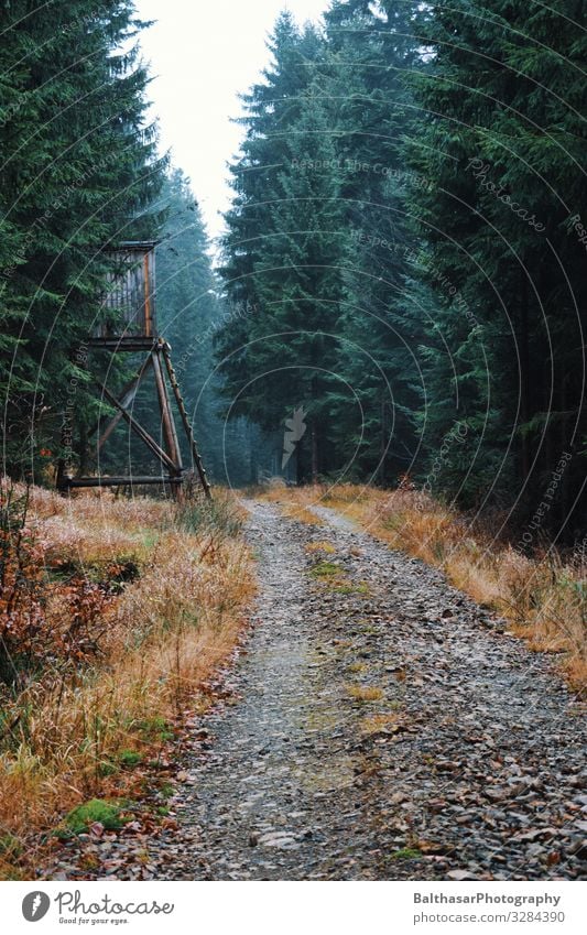 Stimmungsvoller Waldweg Ausflug wandern Umwelt Natur Landschaft Pflanze Erde Himmel Herbst Deutschland Europa Wege & Pfade Holz wild ruhig Bayern Hochsitz