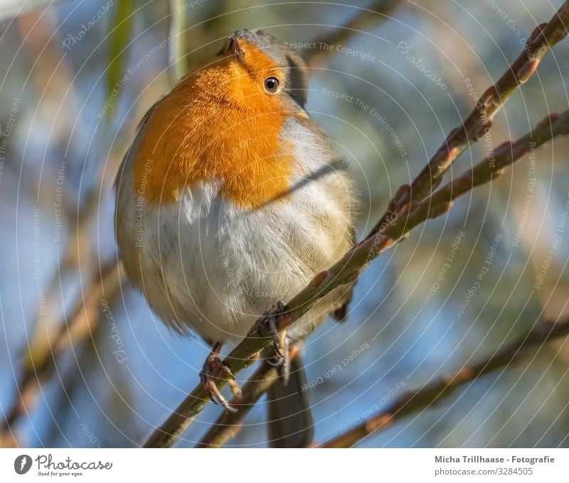 Neugieriges Rotkehlchen Natur Tier Himmel Sonne Sonnenlicht Schönes Wetter Baum Zweige u. Äste Wildtier Vogel Tiergesicht Flügel Krallen Kopf Auge Schnabel