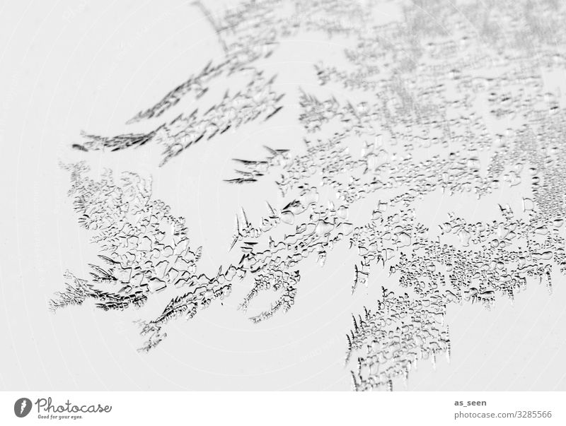 Eisblumen harmonisch Weihnachten & Advent Silvester u. Neujahr Umwelt Natur Wasser Winter Klima Frost frieren ästhetisch authentisch hell nah natürlich schwarz