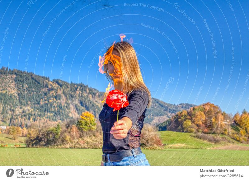 Feuerrose feminin Landschaft Wolkenloser Himmel Schönes Wetter Rose Aggression außergewöhnlich blond frei schön einzigartig dünn schwanger Tapferkeit