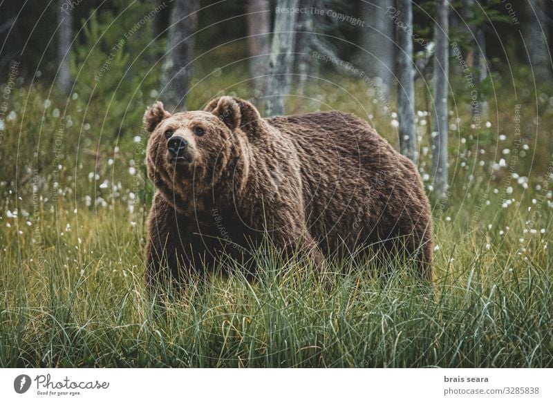 Braunbär Jagd Freiheit Erwachsene Umwelt Natur Landschaft Tier Erde Klimawandel Wetter Baum Wald Pelzmantel Wildtier 1 laufen bedrohlich groß natürlich stark