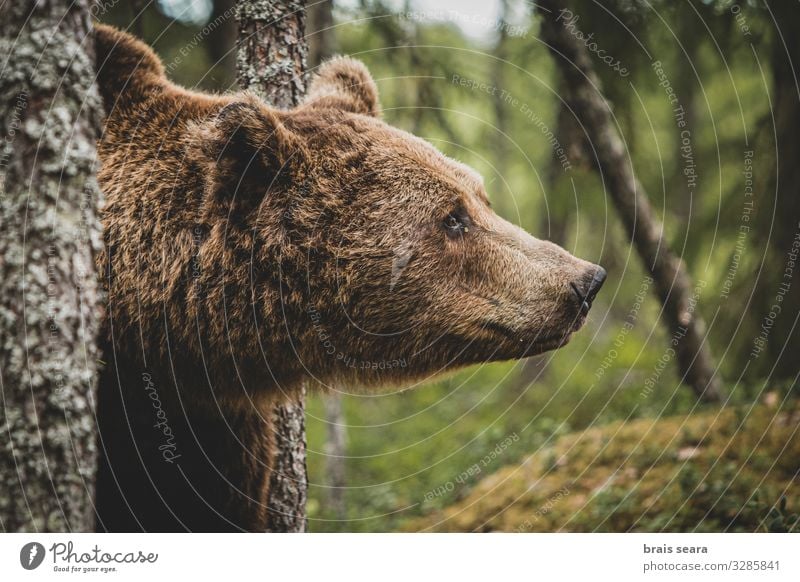 Braunbär-Porträt Jagd Tourismus Abenteuer Freiheit Umwelt Natur Landschaft Tier Erde Klimawandel Wetter Baum Wald Pelzmantel Wildtier 1 beobachten bedrohlich