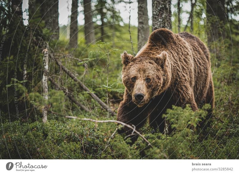 Braunbär auf Waldwegen Jagd Freiheit Erwachsene Umwelt Natur Landschaft Tier Erde Klimawandel Wetter Baum Pelzmantel Wildtier 1 laufen bedrohlich groß natürlich