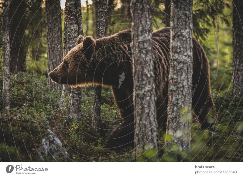 Braunbär Jagd Freiheit Erwachsene Umwelt Natur Landschaft Tier Erde Klimawandel Wetter Baum Wald Pelzmantel Wildtier 1 laufen bedrohlich groß natürlich stark