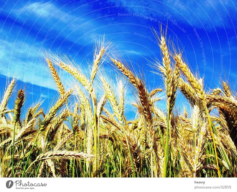 Kornhimmel Kornfeld Ähren Sommer Feld Natur Himmel blau