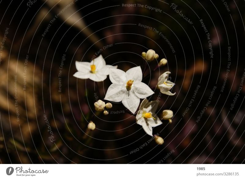 Jasminblütiger Nachtschatten Freizeit & Hobby Garten Pflanze Herbst Schönes Wetter Blume Blüte Grünpflanze Topfpflanze Solanum laxum Nachtschattengewächse