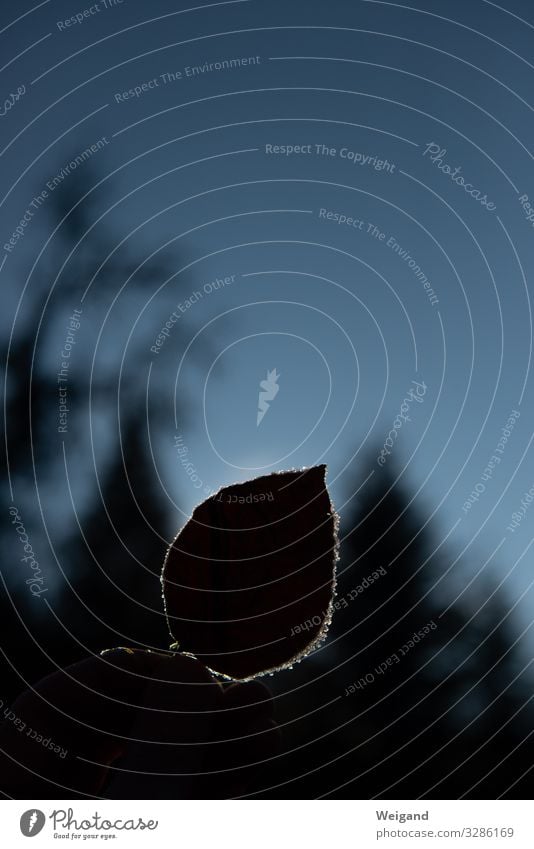 Dunkelhell Umwelt Natur Winter Pflanze Baum Traurigkeit Fröhlichkeit frisch Gesundheit blau Akzeptanz Vertrauen Sicherheit Sorge Trauer Tod Liebeskummer