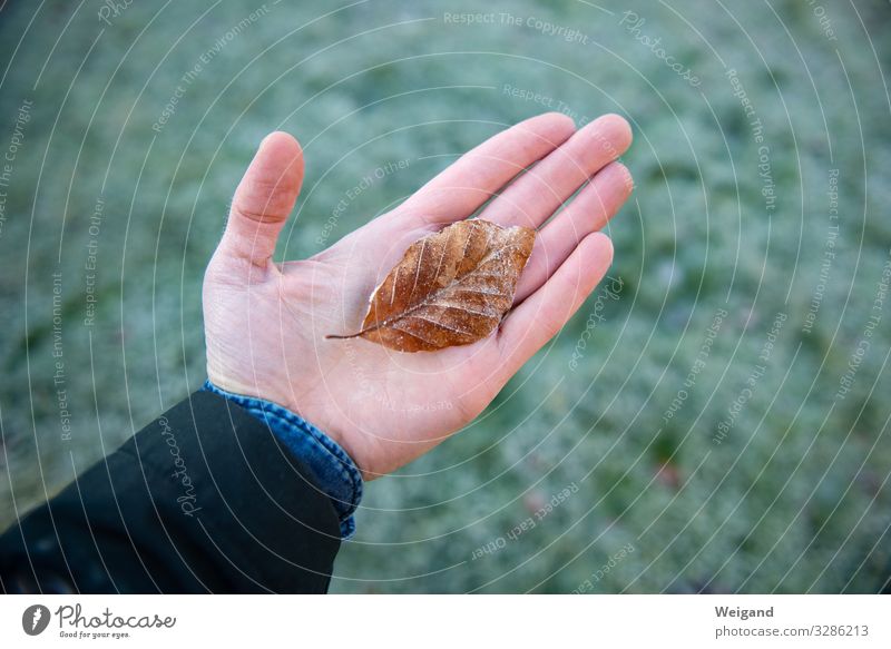 Frost harmonisch Wohlgefühl Zufriedenheit Erholung ruhig Meditation Hand Umwelt Natur Urelemente Herbst Winter tragen träumen Traurigkeit Sympathie Freundschaft