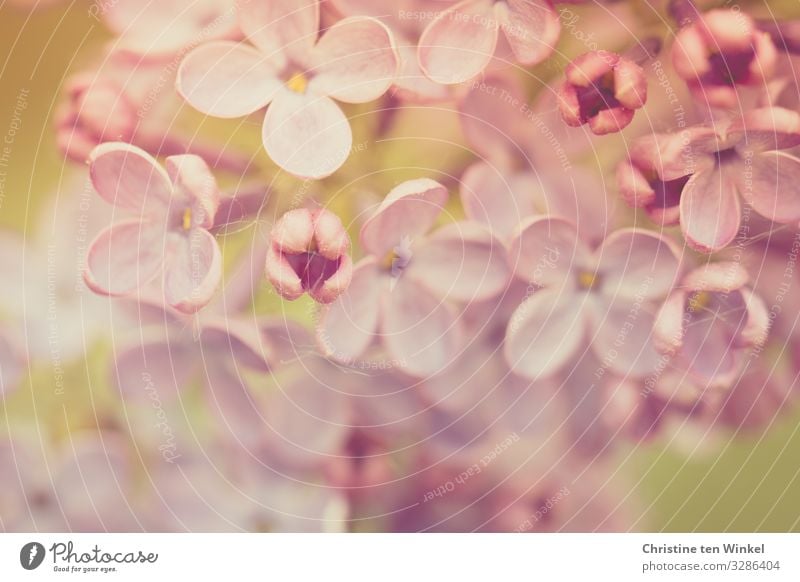 Flieder Blüten Makroaufnahme rosa violett Fliederblüte Natur blühend Frühling Muttertag Fliederblüten Fliedermakro Pflanze Sträucher Schwache Tiefenschärfe