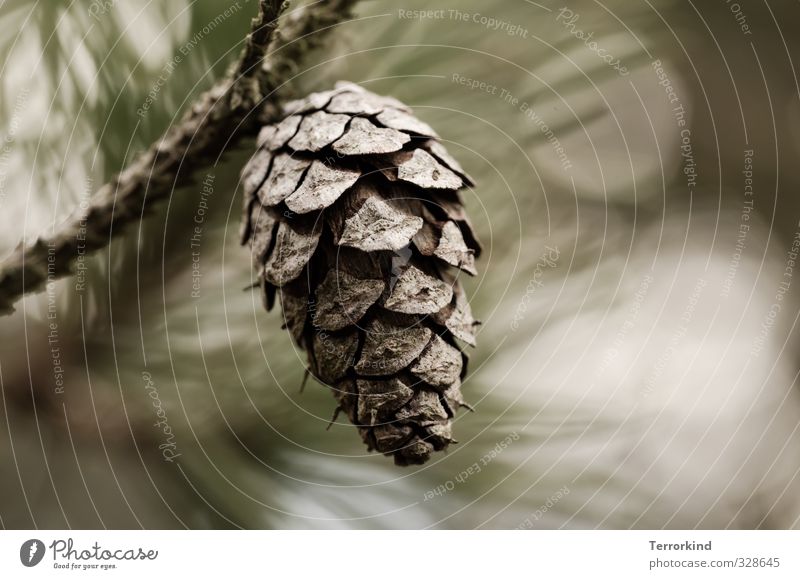 alles.fällt. Tannenzapfen Zapfen Baum Nadelbaum Weihnachtsbaum Herbst braun sanft Schwache Tiefenschärfe Unschärfe Zweig Ast klein Natur Luft Tannennadel